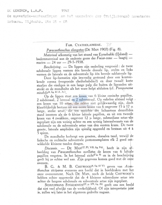 Paracanthonchus elongatus