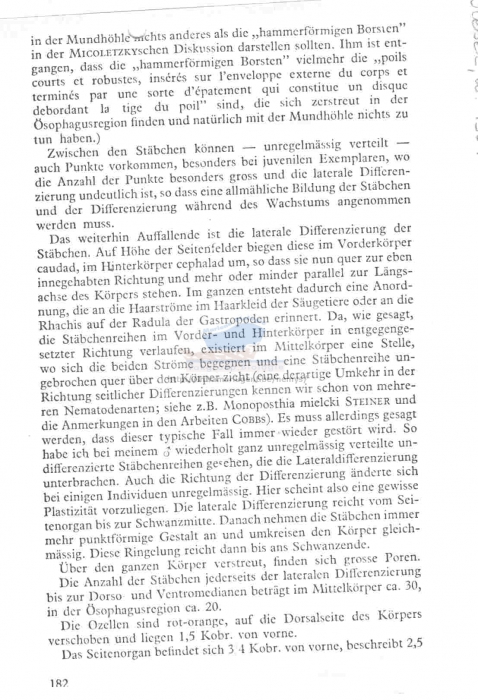 Paracanthonchus sunesoni