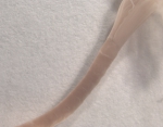 Polychaeta