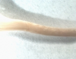 Polychaeta