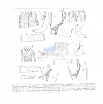 Paracyatholaimus occultus