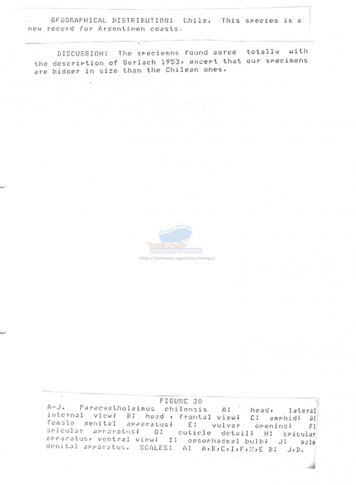 Paracyatholaimus chilensis