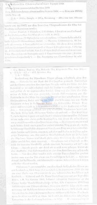 Choanolaimus psammophilus