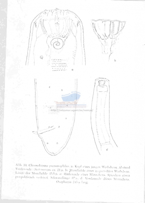 Choanolaimus psammophilus