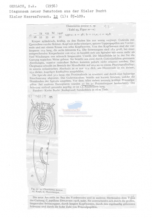 Choniolaimus panicus