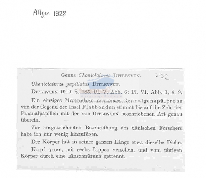 Choniolaimus papillatus