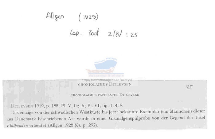 Choniolaimus papillatus