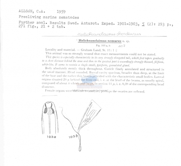 Halichoanolaimus chordiurus