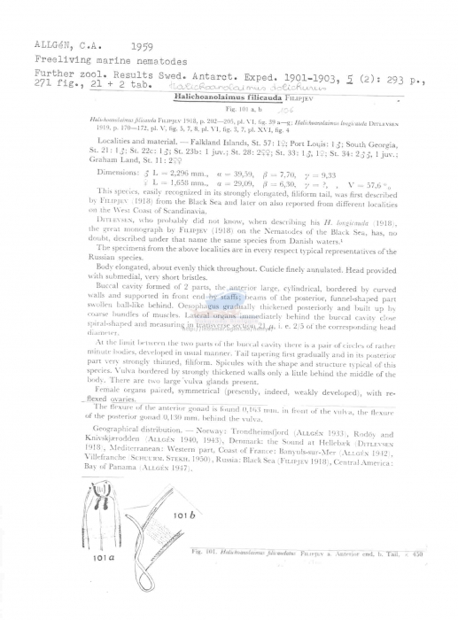 Halichoanolaimus dolichurus