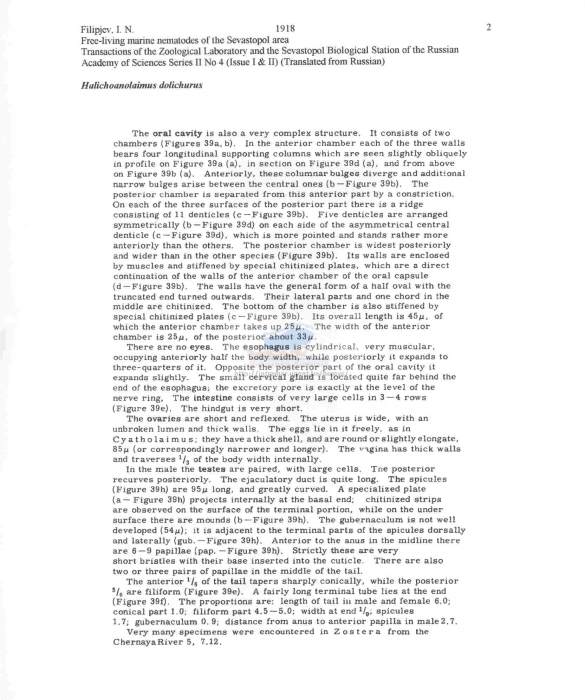 Halichoanolaimus dolichurus