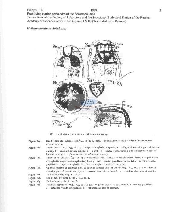 Halichoanolaimus dolichurus