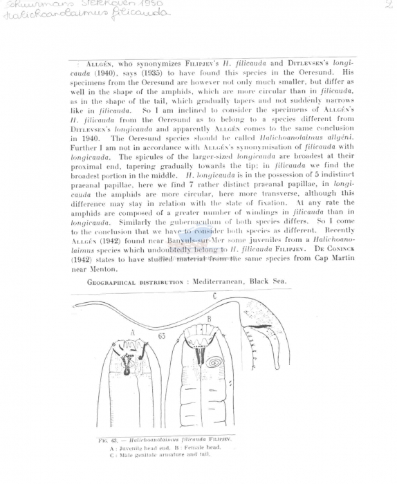 Halichoanolaimus dolichurus