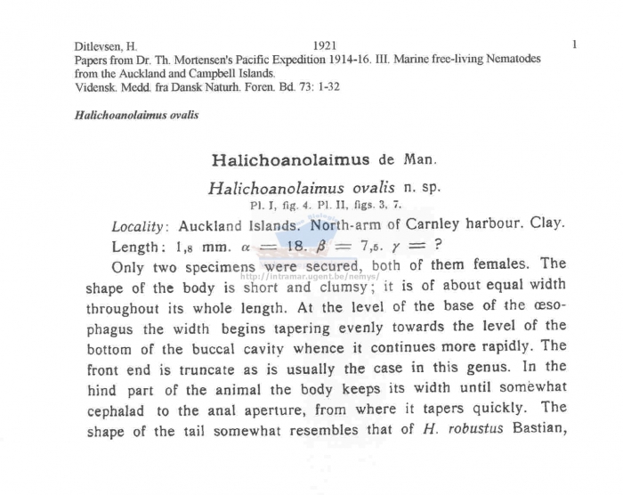 Halichoanolaimus ovalis