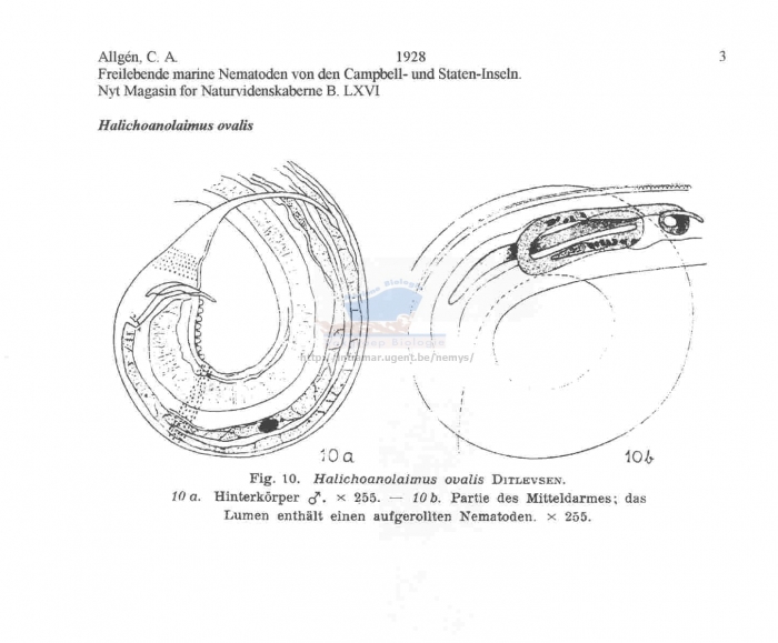 Halichoanolaimus ovalis