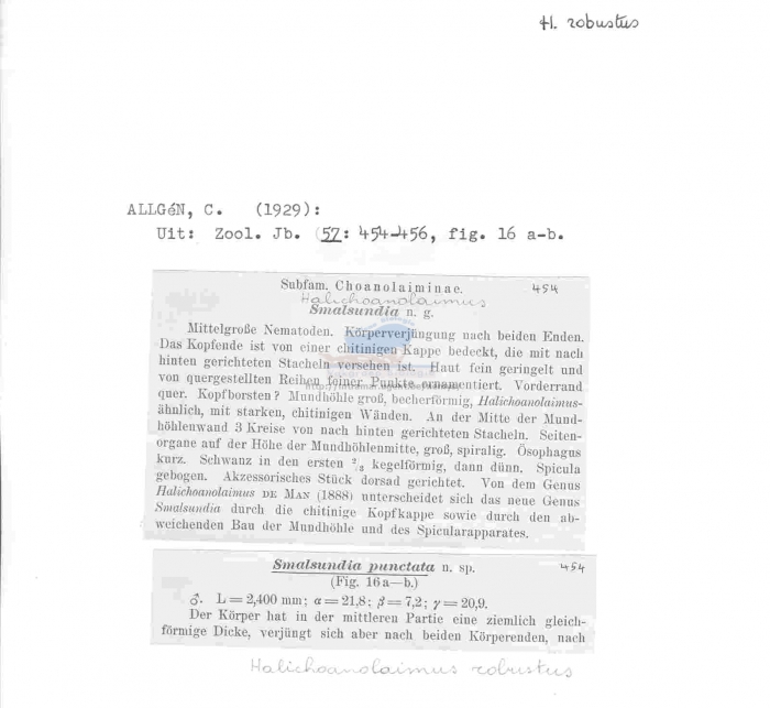 Halichoanolaimus robustus