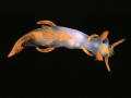 Doridina