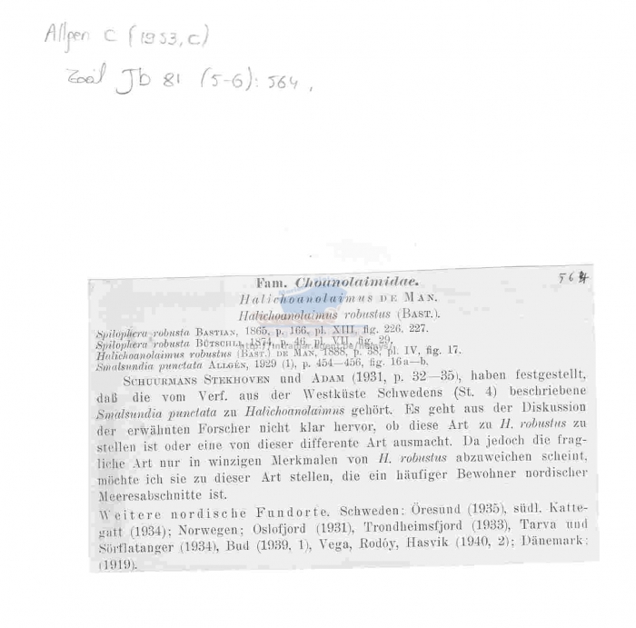 Halichoanolaimus robustus