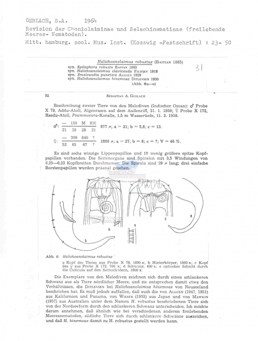 Halichoanolaimus robustus