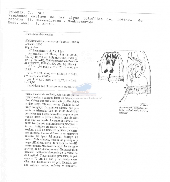 Halichoanolaimus robustus