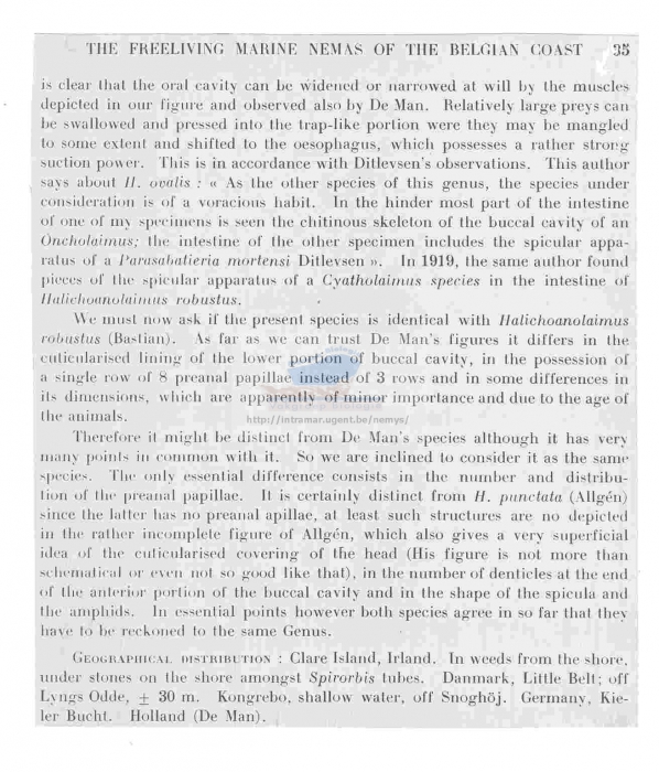 Halichoanolaimus robustus