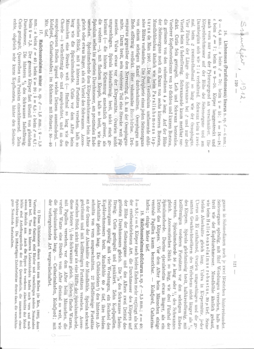 Halichoanolaimus minor