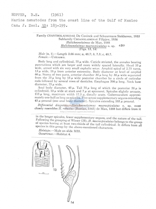 Halichoanolaimus macrospiculatus