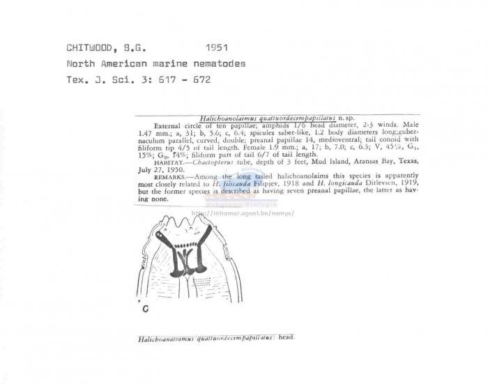 Halichoanolaimus quattuordecimpapillatus