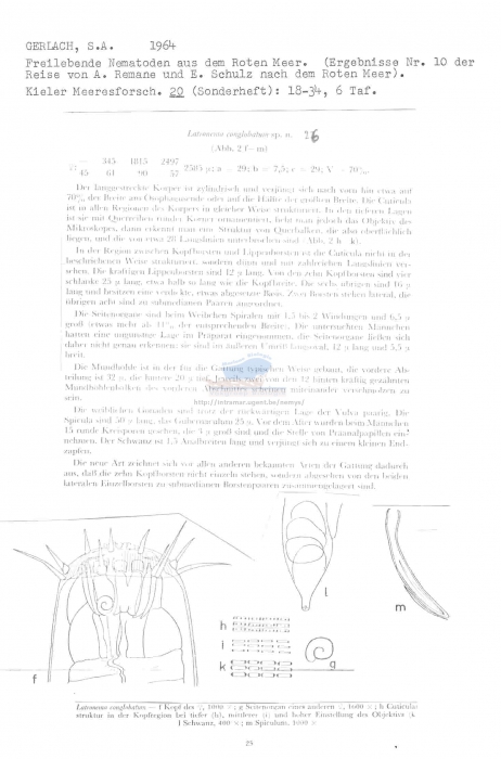 Latronema conglobatum