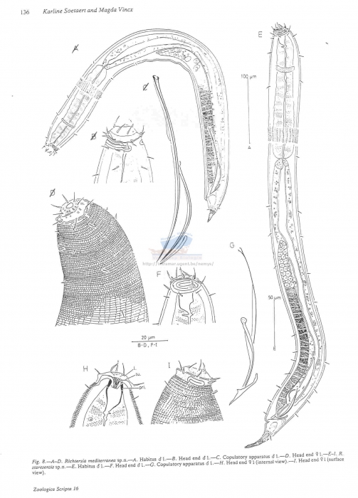 Richtersia staresensis