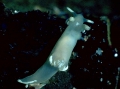 Doridina