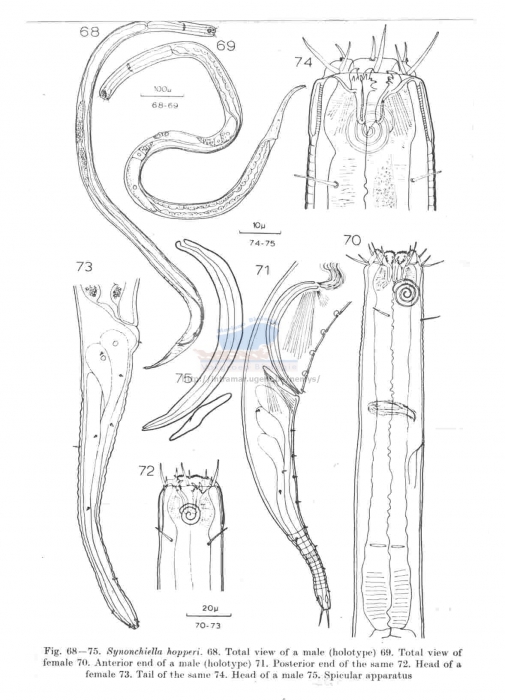 Synonchiella hopperi