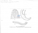 Acanthopharyngoides duplex