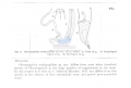 Nematode file-library of the Marine Biology Section (Ghent University, Belgium)