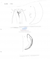 Nematode file-library of the Marine Biology Section (Ghent University, Belgium)