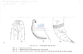 Nematode file-library of the Marine Biology Section (Ghent University, Belgium)