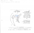 Nematode file-library of the Marine Biology Section (Ghent University, Belgium)