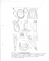 Nematode file-library of the Marine Biology Section (Ghent University, Belgium)
