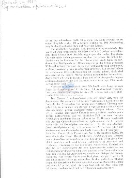 Leptonemella aphanothecae