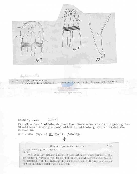 Leptonemella parabullata
