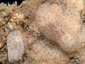 Doridina