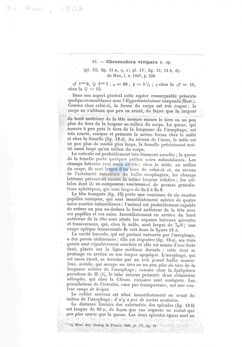 Metachromadora vivipara