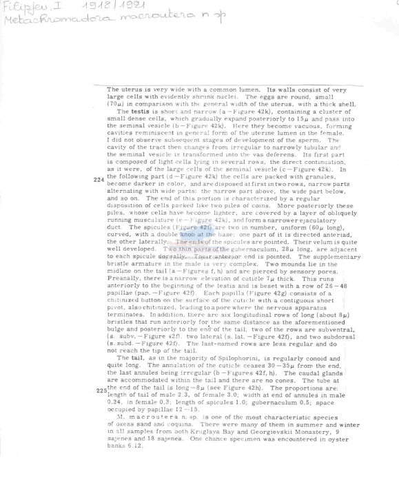 Metachromadora macroutera