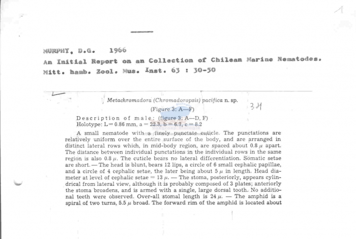 Metachromadora pacifica