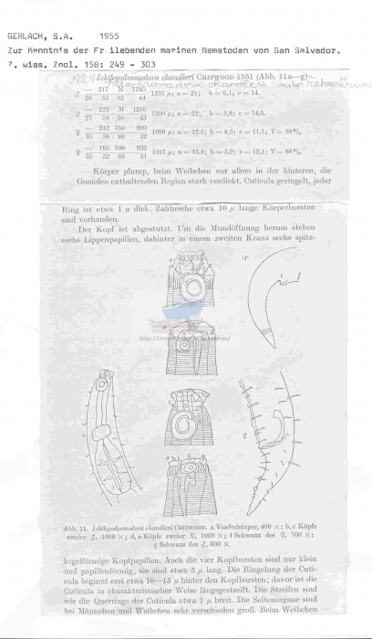 Metachromadora chandleri