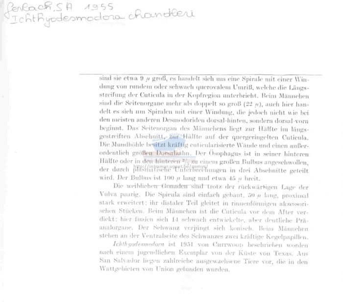 Metachromadora chandleri