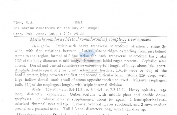 Metachromadora complexa