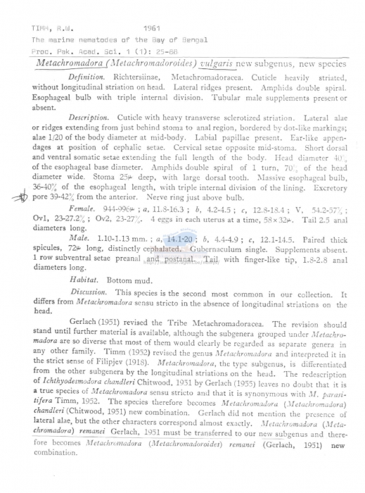 Metachromadora vulgaris