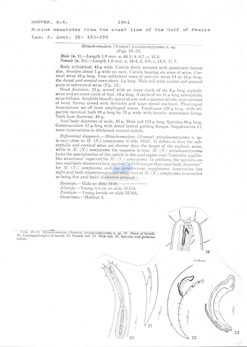 Metachromadora pseudocampycoma