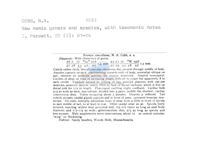 Metachromadora cancellata