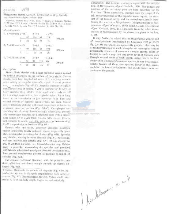 Molgolaimus allgeni